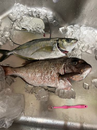 タイの釣果