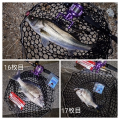 シーバスの釣果