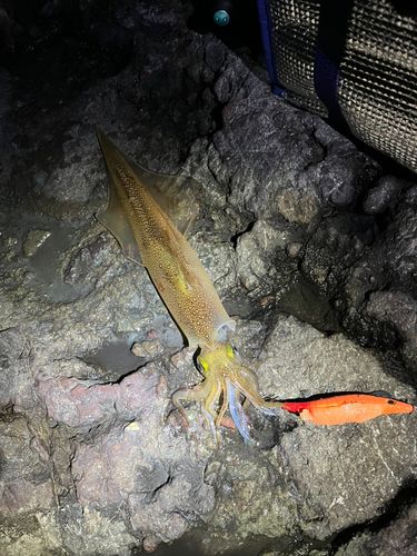 ヤリイカの釣果