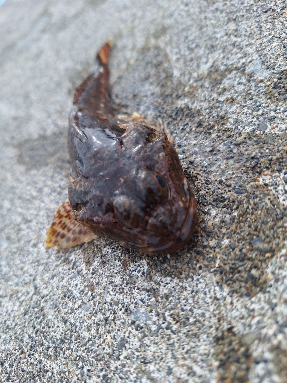 留萌初心者さんの2026年02月27日(金)の釣行(北海道 - 増毛港