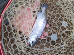 トラウトの釣果