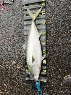 ヤズの釣果