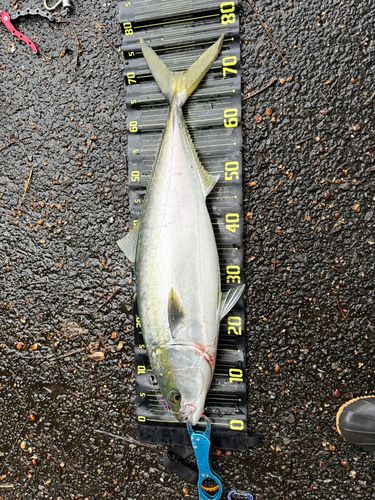 ヤズの釣果