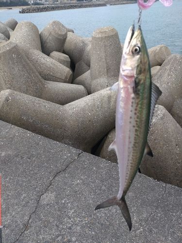 サゴシの釣果