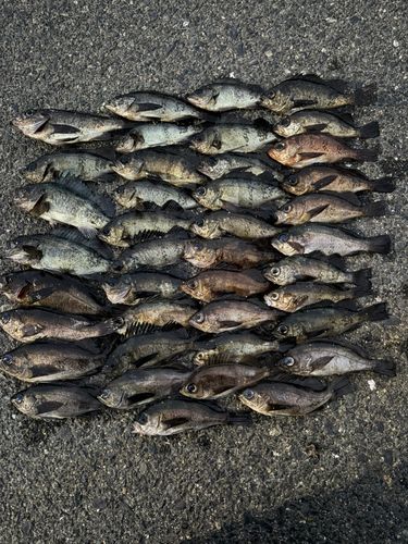 メバルの釣果