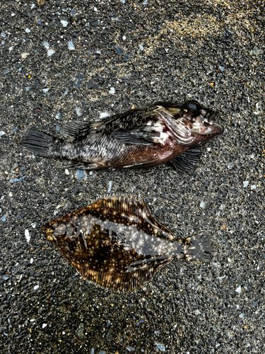 カレイの釣果