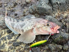 ホッケの釣果
