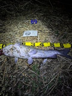 アメリカナマズの釣果