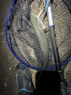 マダカ（マルスズキ）の釣果