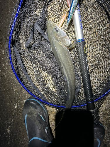 マダカ（マルスズキ）の釣果