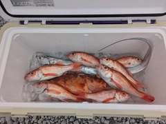 アカムツの釣果