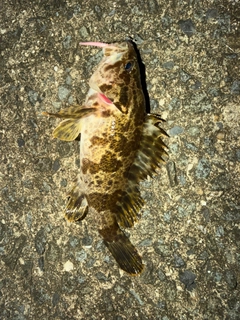 ムラソイの釣果