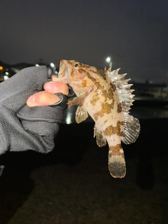 タケノコメバルの釣果