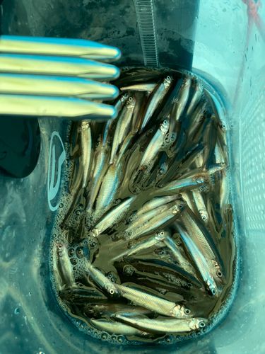 ワカサギの釣果