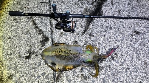 ヤリイカの釣果
