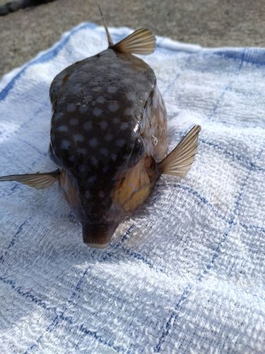ハコフグの釣果