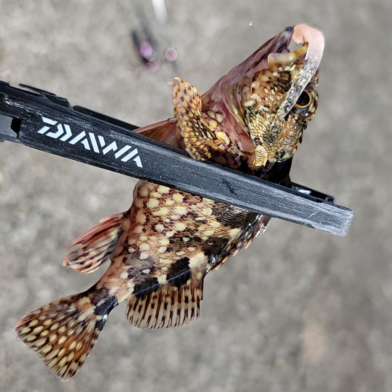 DAIWA 21月下美人 MX アジング 64L-S・Nの最安値・インプレ・釣果
