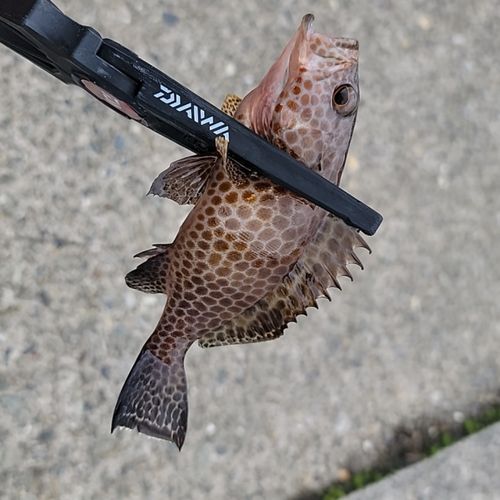 オオモンハタの釣果