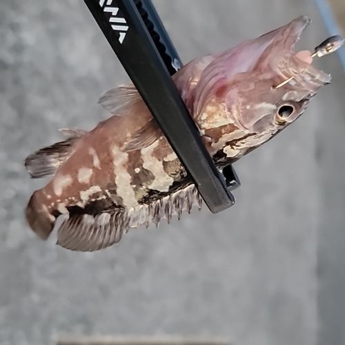 クエの釣果