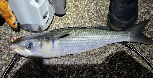 ボラの釣果