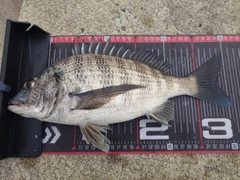 クロダイの釣果