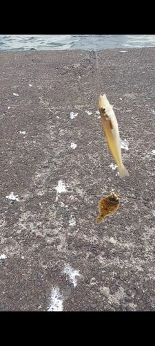 カレイの釣果
