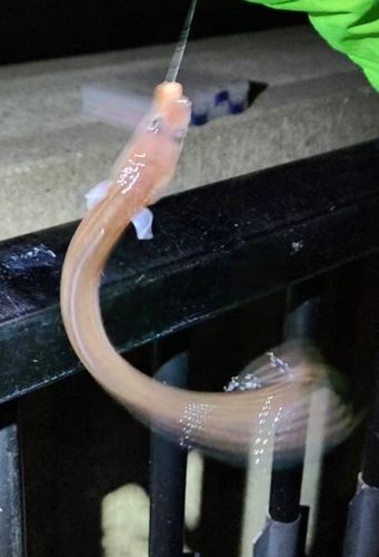 マアナゴの釣果