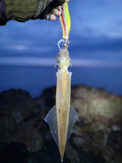 ヤリイカの釣果