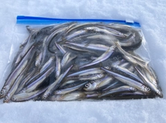 ワカサギの釣果