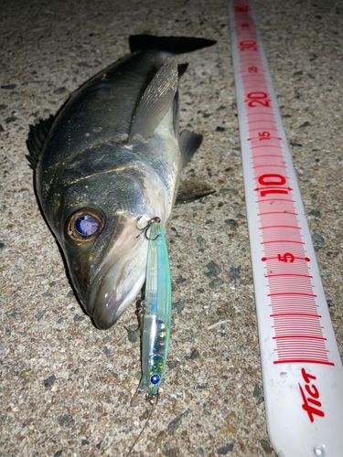 ヒラスズキの釣果