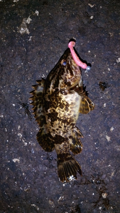 タケノコメバルの釣果