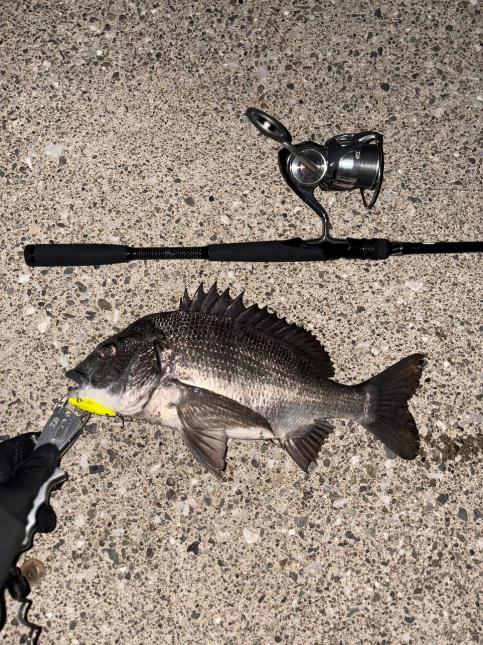 DAIWA 22イグジスト PC LT3000-XHの最安値・インプレ・釣果 | 本音の