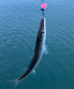 カマスの釣果