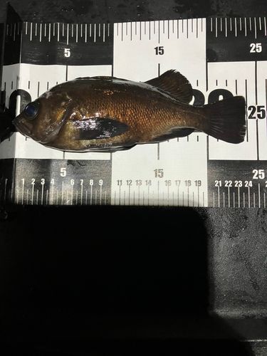 メバルの釣果