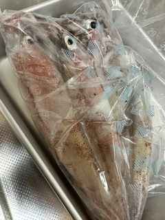 ヤリイカの釣果