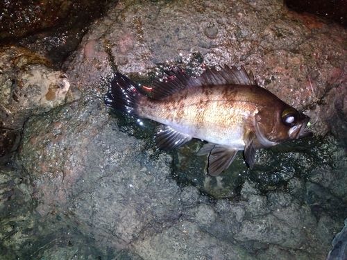 メバルの釣果
