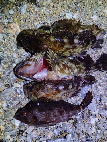 ガシラの釣果