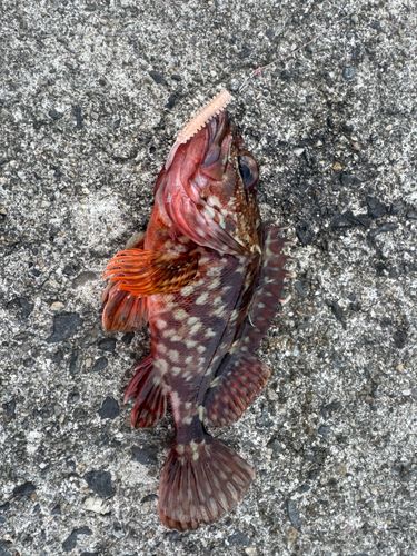 ガシラの釣果