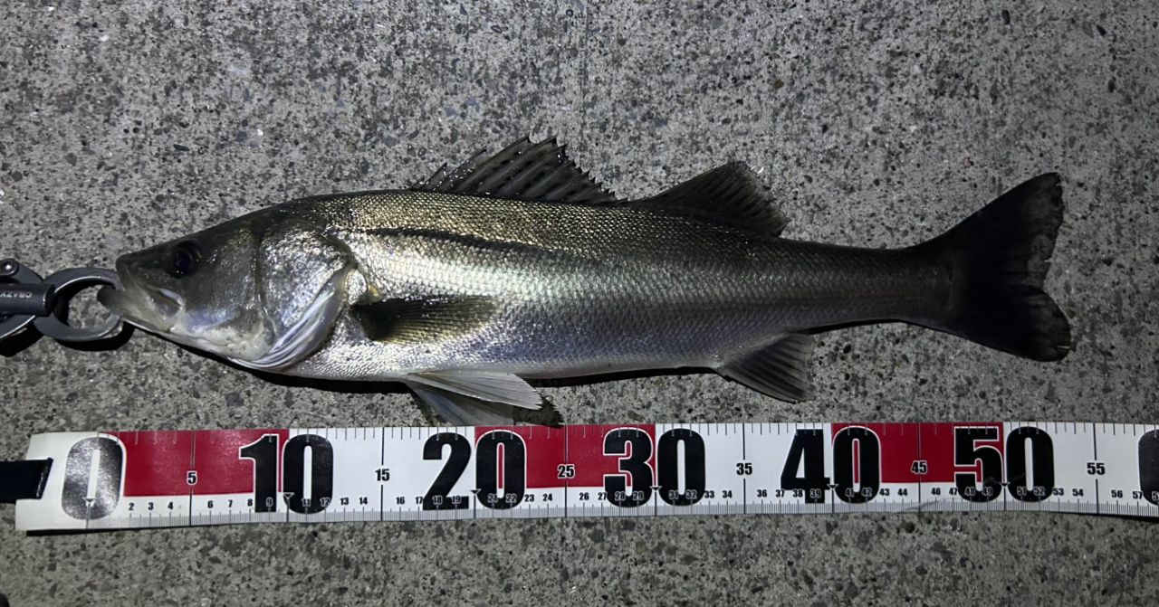 DAIWA 20ラテオ モバイル 90ML-4の最安値・インプレ・釣果 | 本音の