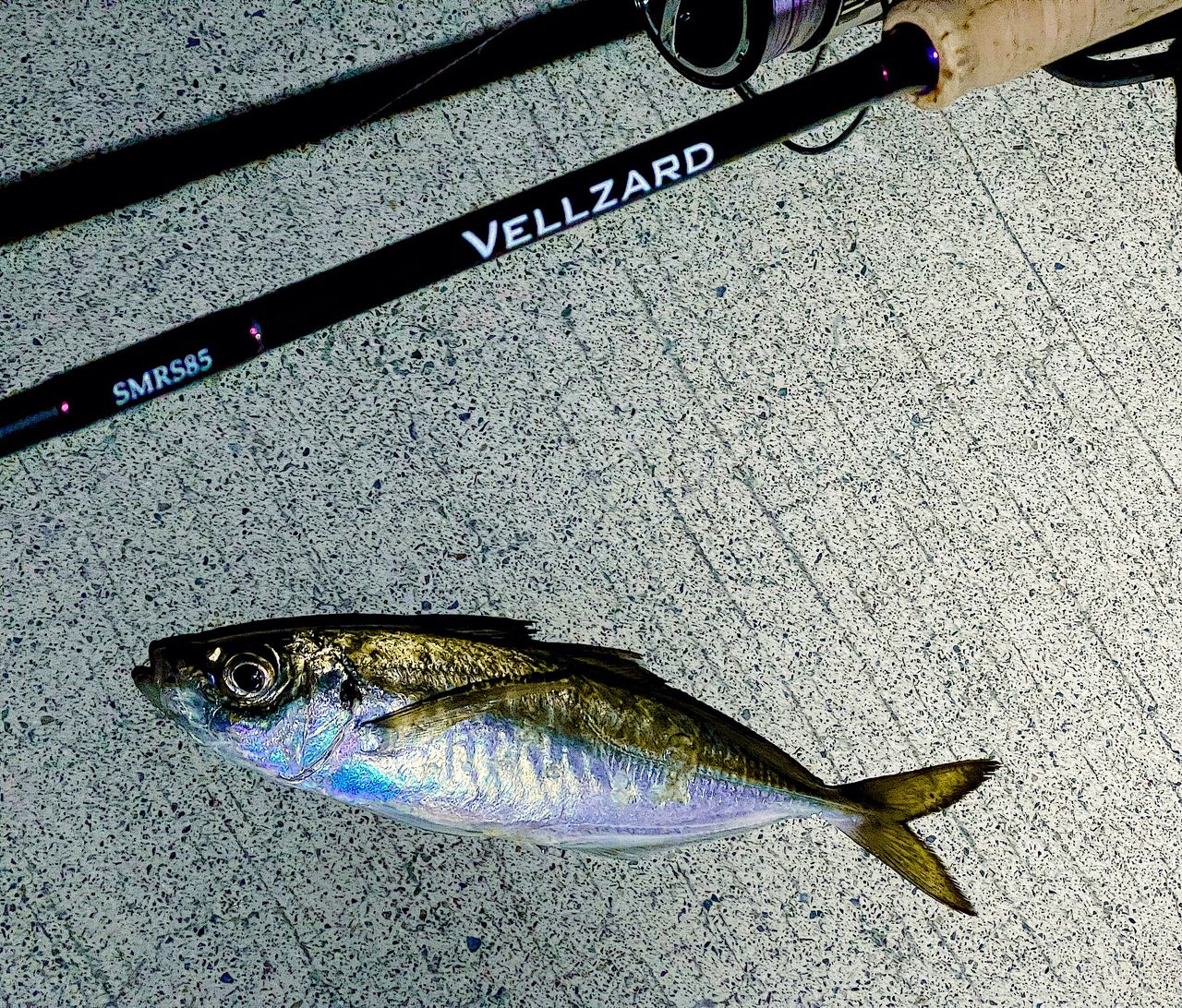 SHIMANO 23ヴァンキッシュ 2500SHGの最安値・インプレ・釣果 | 本音の