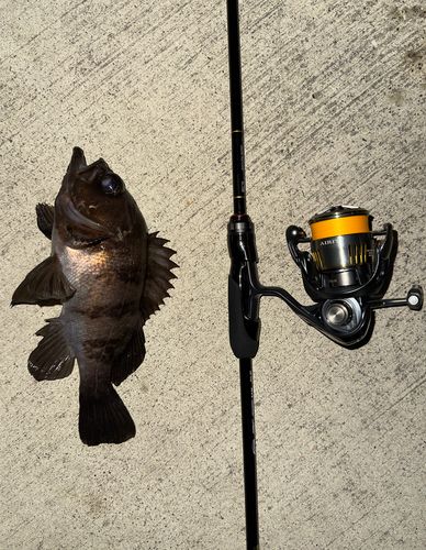 メバルの釣果