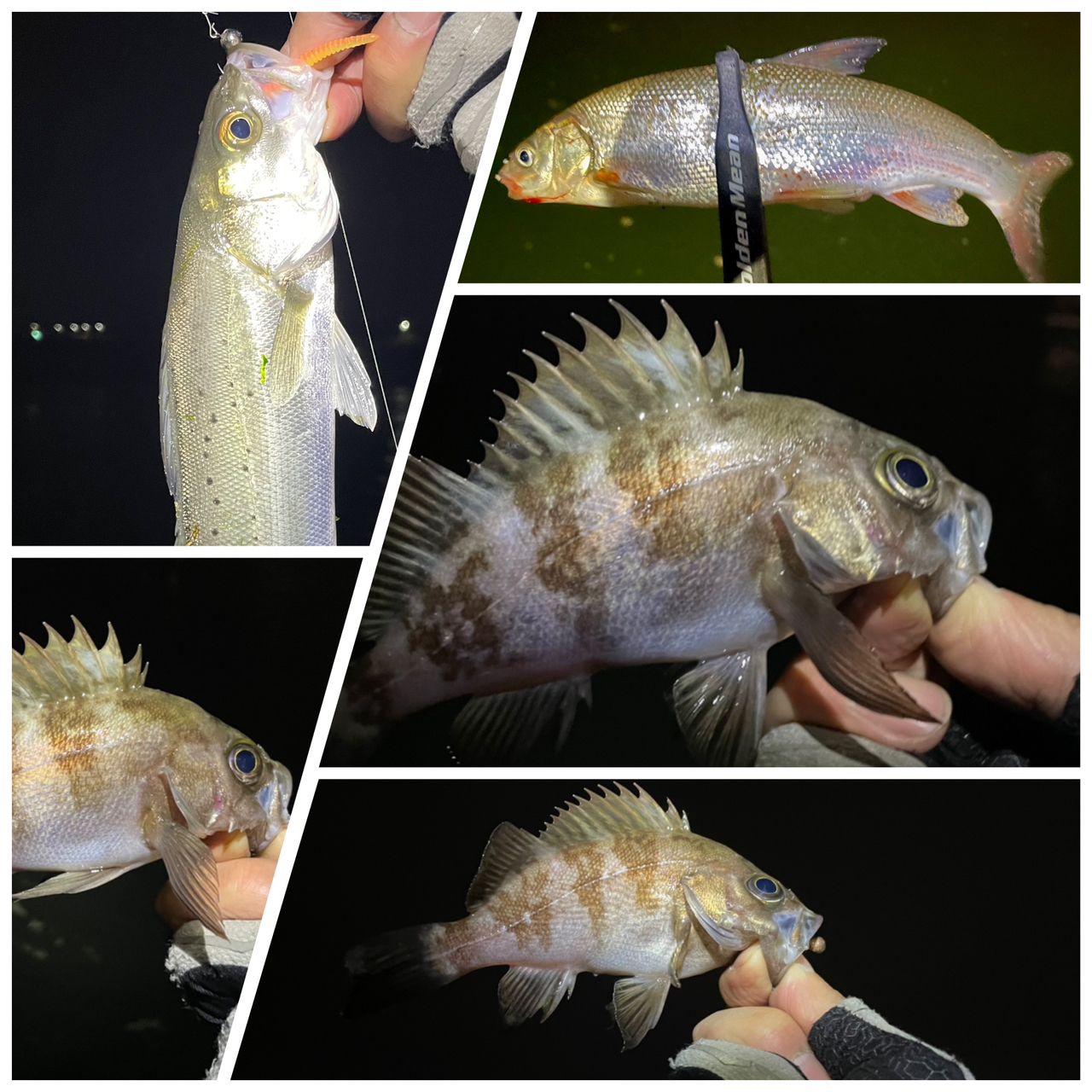 MajorCraft 鯵道 5G AD5-S682M/AJIの最安値・インプレ・釣果 | 本音の