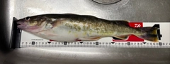 コマイの釣果