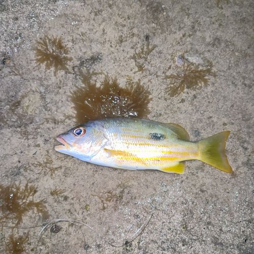 ニセクロホシフエダイの釣果