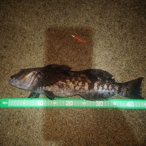 釣果