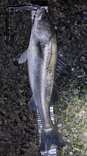 シーバスの釣果