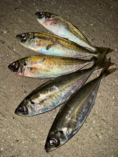 アジの釣果