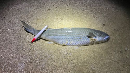 ボラの釣果