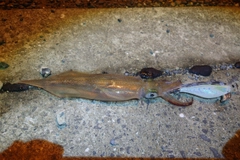 ササイカの釣果