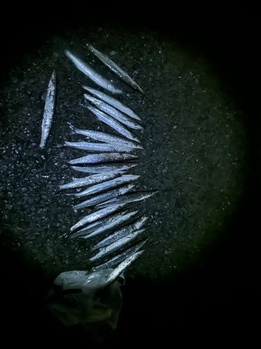 カマスの釣果